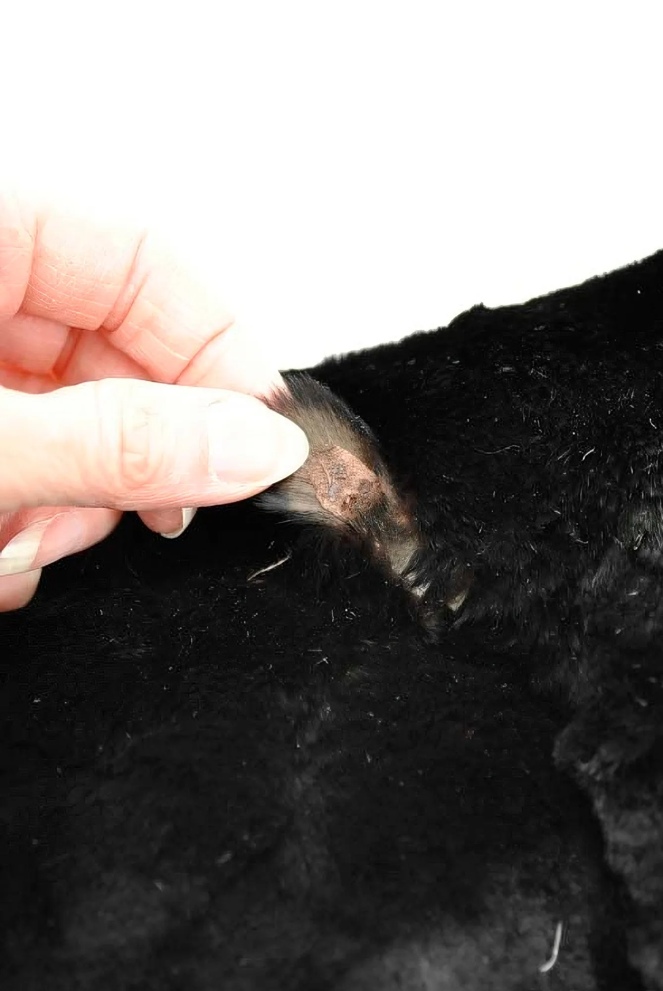 Victorian Vintage Black Fur Stole and Muff